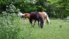 Horses; NCT; Ohio; Buckeye Trail; West Union; BT