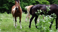 horses; NCT; Ohio; Buckeye Trail; West Union; BT