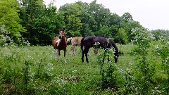 horses; NCT; Ohio; Buckeye Trail; West Union; BT