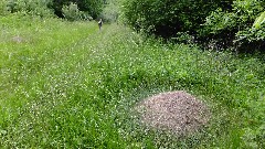 Ant Nest; Ruth Bennett McDougal Dorrough; NCT; Ohio; Buckeye Trail; West Union; BT