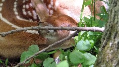 fawn deer;NCT; Ohio; Buckeye Trail; Williamsburg; BT