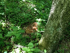 fawn deer; NCT; Ohio; Buckeye Trail; Williamsburg; BT