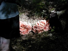 Hiking Marietta NCT Ohio mushrooms; BT