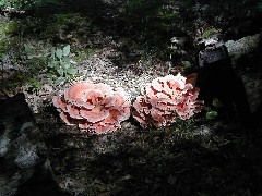 Hiking Marietta NCT Ohio mushrooms; BT