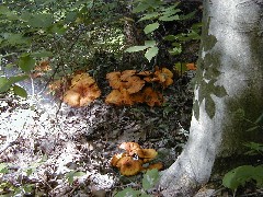 Hiking Marietta NCT Ohio mushroom; BT