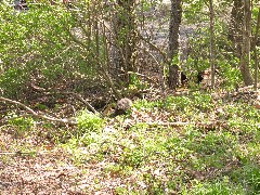 Ground hog about to encounter a racoon in a nearby tunnel NCT; Buckeye Trail; Yellow Springs; BT