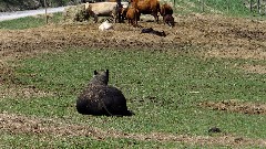 cows; NCT; Ohio; Eastern Lakes; Clendening Lake; BT