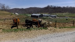 cows; NCT; Ohio; Eastern Lakes; Clendening Lake; BT