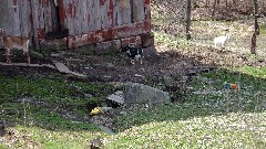 sheep; goats; NCT; Ohio; Eastern Lakes; Leesville Lake; BT