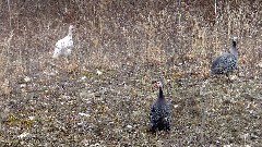 birds; NCT; Ohio; Eastern Lakes; Leesville Lake