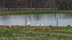 geese; NCT; Ohio; Eastern Lakes; Leesville Lake; BT