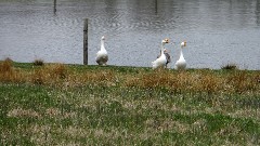 geese; NCT; Ohio; Eastern Lakes; Leesville Lake; BT