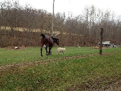 horse; sheep; NCT; Ohio; Eastern Lakes; Leesville Lake; BT