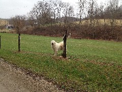 dog; NCT; Ohio; Eastern Lakes; Leesville Lake; BT