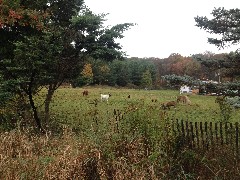 Farm animals; NCT; Magnet Rd NE Minerva, OH