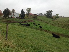 Cows; NCT; Lilly Rd NW Minerva, OH