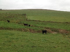 Cows; NCT; Magnet Rd NE Minerva, OH