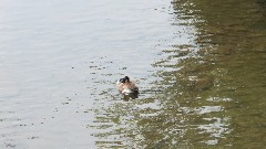 duck; Beaver Creek State Park Ohio 12021