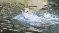 dog in the stream; Beaver Creek State Park Ohio 12021