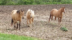 horses; NCT; BT; Wilderness Loop, OH