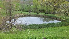 cows; pond; NCT; Ohio; Wilderness Loop; BT