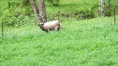 sheep; NCT; Ohio; Wilderness Loop; BT