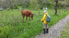 horse; Ruth Bennett McDougal Dorrough; NCT; Ohio; Wilderness Loop; BT