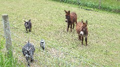 donkeys; NCT; Ohio; Wilderness Loop; BT