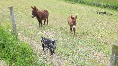 donkeys; NCT; Ohio; Wilderness Loop; BT