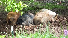 pigs; NCT/BT; Wilderness Loop, OH