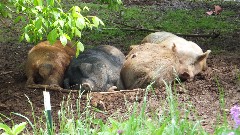 pigs; NCT; Ohio; Wilderness Loop; BT