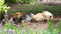 pigs; NCT; Ohio; Wilderness Loop; BT