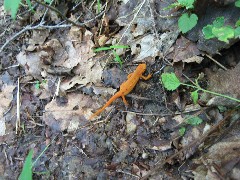 Lizard; Hiking; NCT; Pennsylvania; PA-01