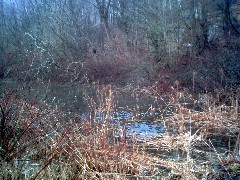 Hiking; NCT; Pennsylvania; Frog Pond