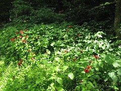 PA-01 Pennsylvania NCT Hiking; flowers