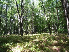 forest; PA-01 Pennsylvania NCT Hiking