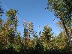 forest; PA-01 Pennsylvania NCT Hiking