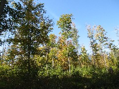 forest; PA-01 Pennsylvania NCT Hiking