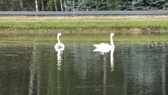 Geese at the pond at Sprague s Maple Farms restaurant