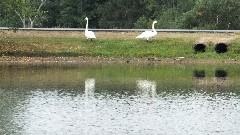 Geese at Sprague s Maple Farms Inc restaurant