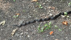 snake on NCT / Allegheny River Trail near Foxburg NY