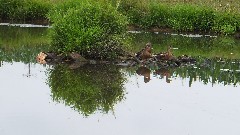 ducks; Allegheny River