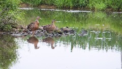 ducks; Allegheny River