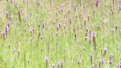 flowers; Hiking; NCT; Pennsylvania; PA-02