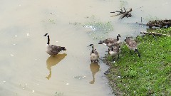 ducks on the Allegheny river