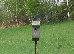 Hiking; NCT; Pennsylvania; bird; Field Swallow