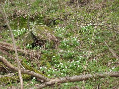 Allegheny Valley Trail; Trillium flowers; Hiking; NCT; Pennsylvania; PA-02