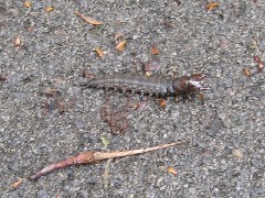 Slug; Allegheny River Trail