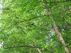 bird on the Allegheny River Trail