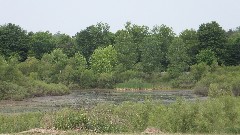 Big Beaver Borough Wetland; New Galilee PA 16141